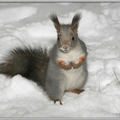playing strip poker